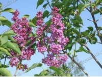 sirenlydvig_342587980