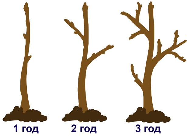 формировка смородины