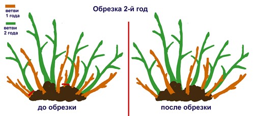 smor2